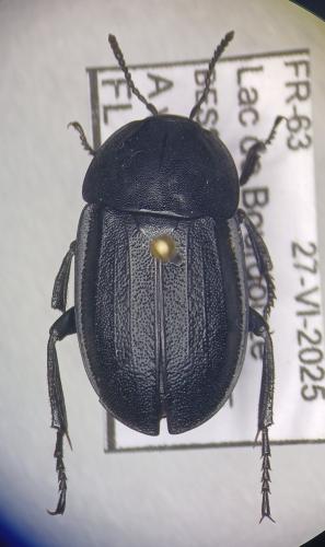 Silpha tyrolensis